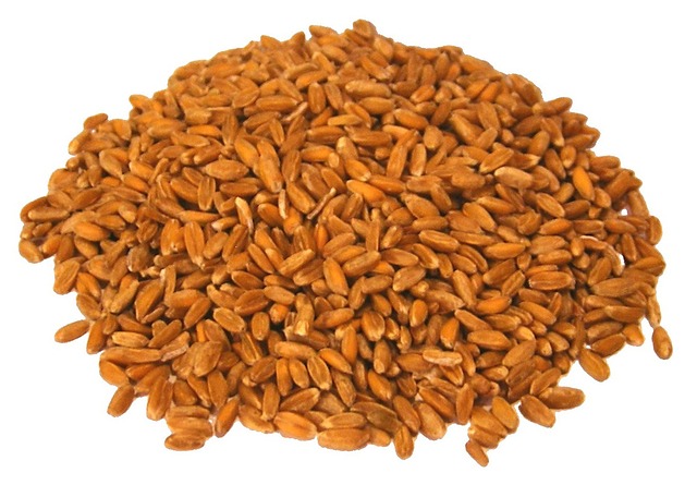 barley-74247_640